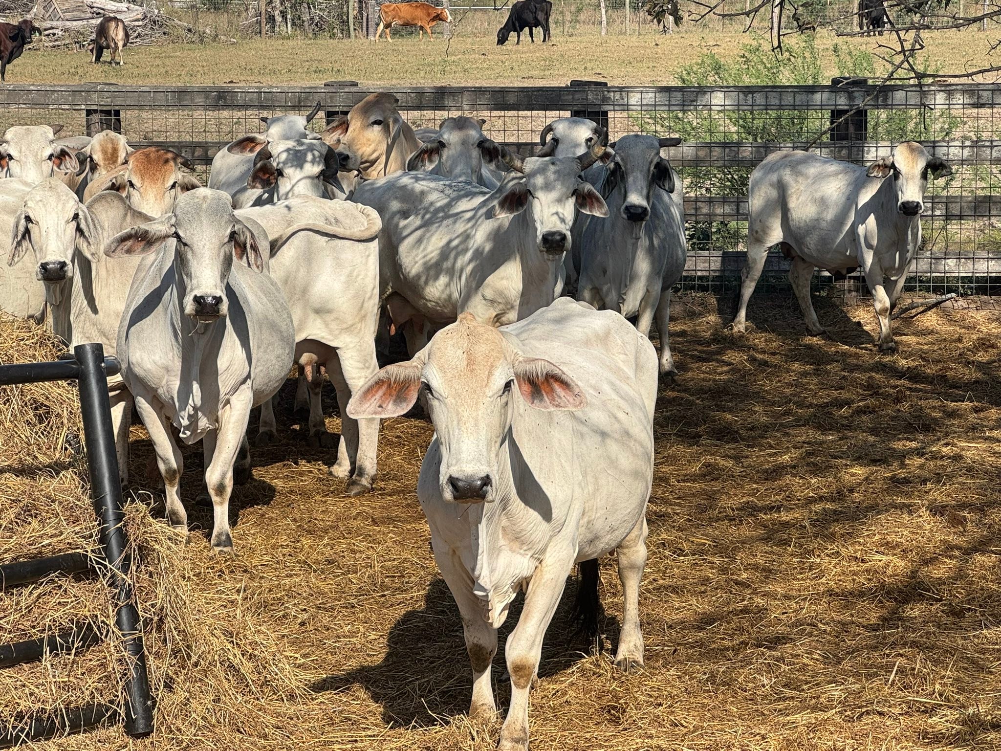 50 Brahman/Braford and... - El Campo Livestock Exchange LLC | Facebook