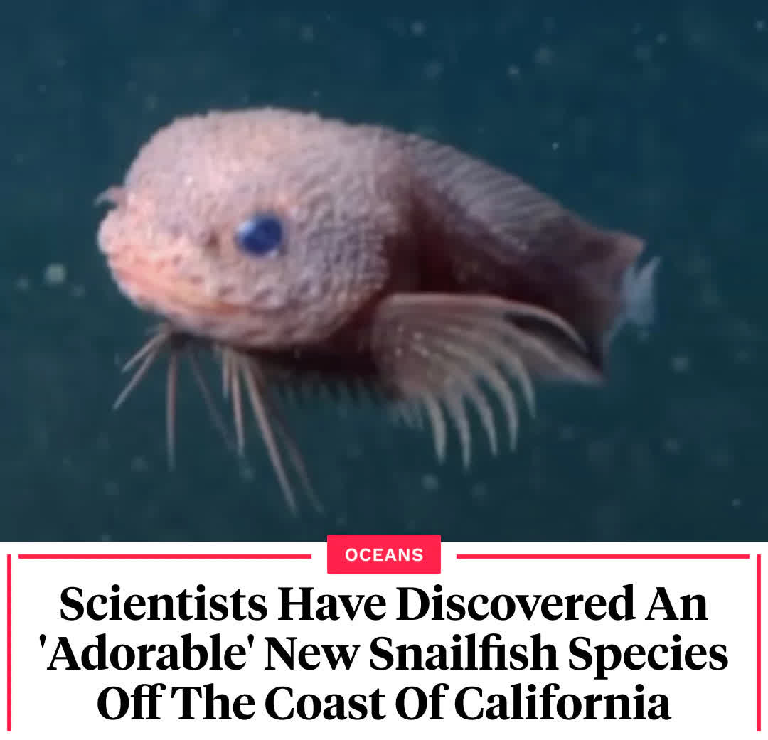 Kaleena - Many deep-sea creatures, like anglerfish or blobfish, can ...