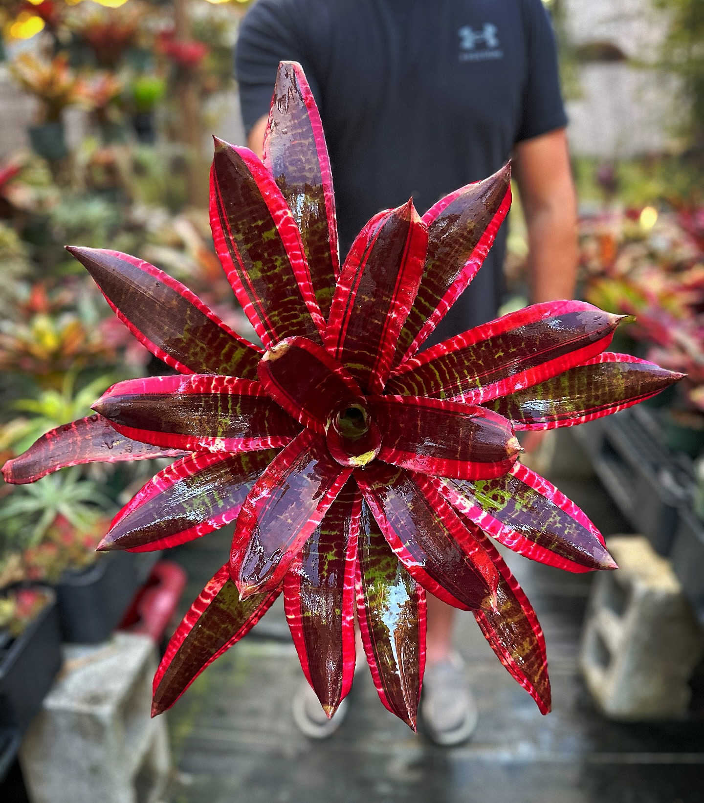 Neoregelia 'Highlander' bromeliad plant