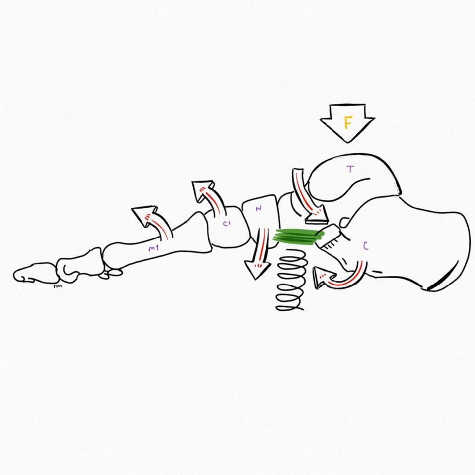PhysioOsteoBook - SPRING LIGAMENT The foot complex has...
