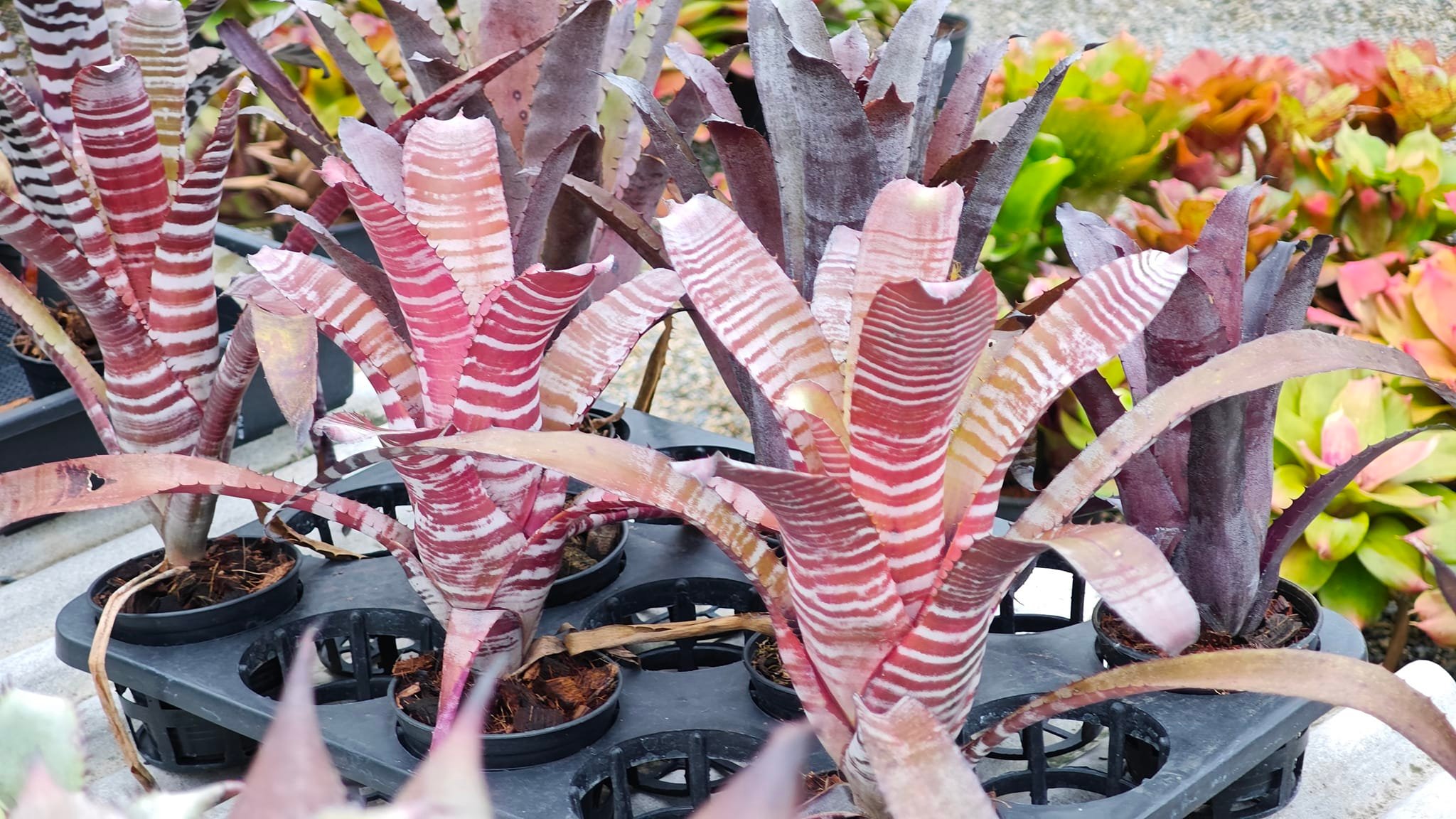 Happy Day group ☀️ Aechmea Chantinii 'Black ice Bali clone'