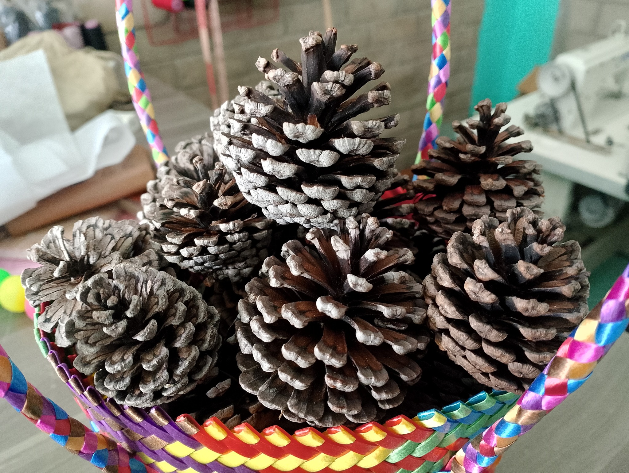 Matadamas,Soledad,Etla,Oaxaca,México. | Abro pedido de piñas de pino