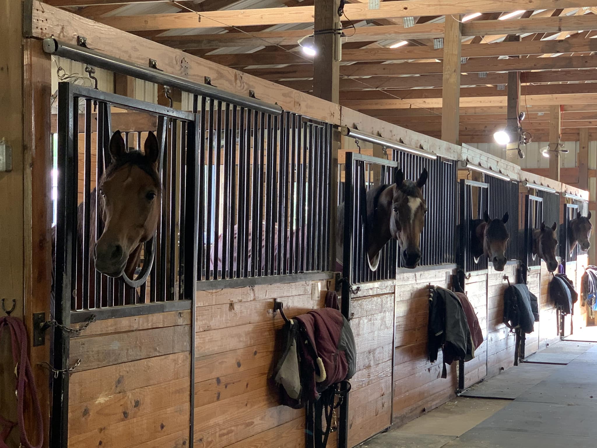 Premier Show Horses, LLC | Magnolia TX