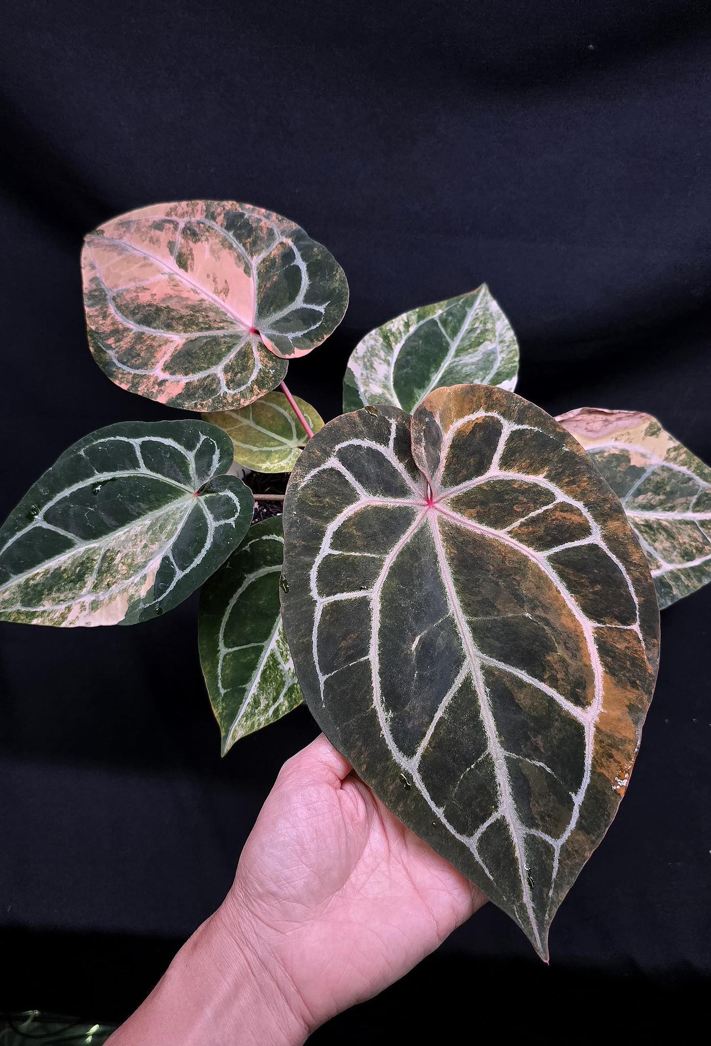 Anthurium michelle variegated