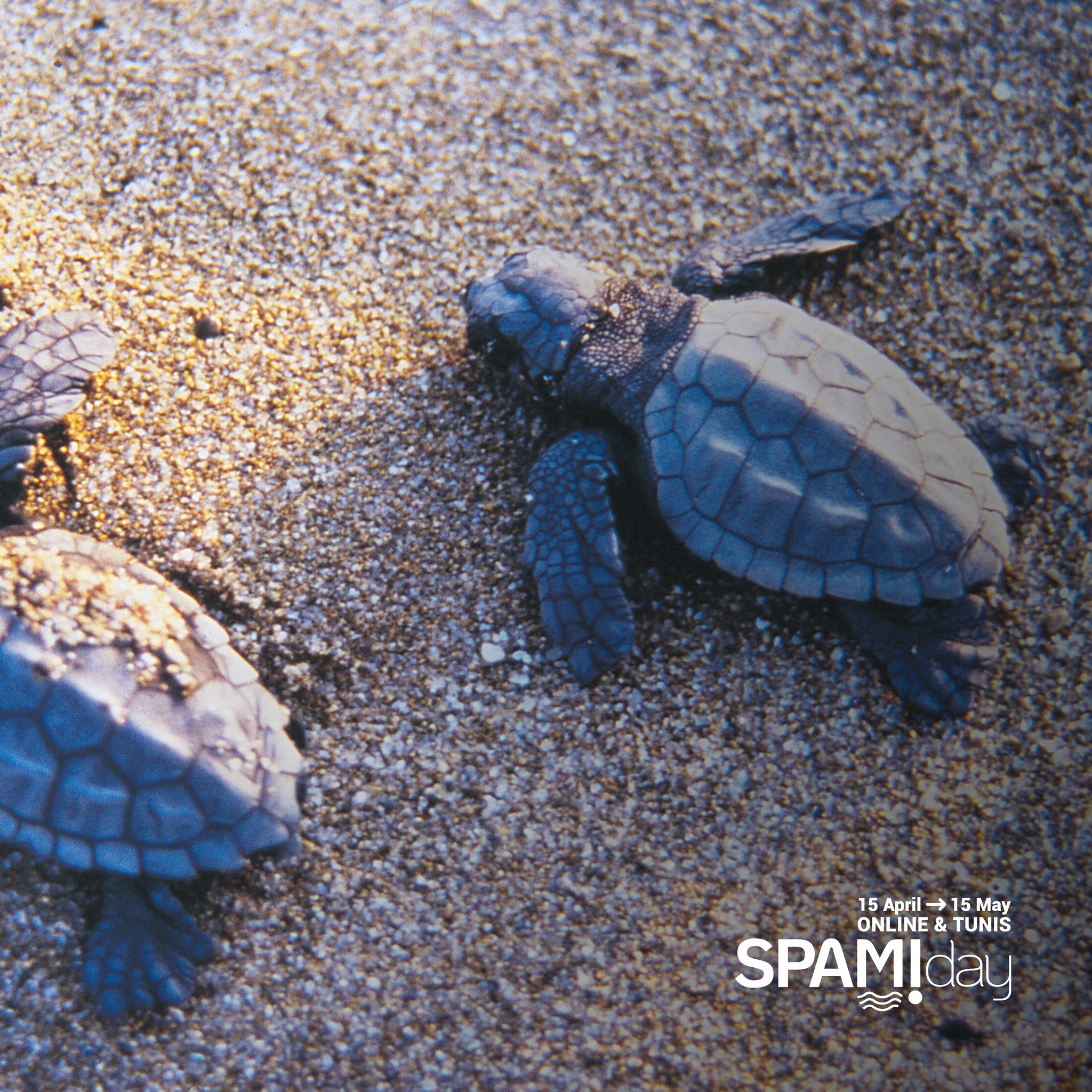 Conservation of Marine Turtles in the Mediterranean Region | Athens