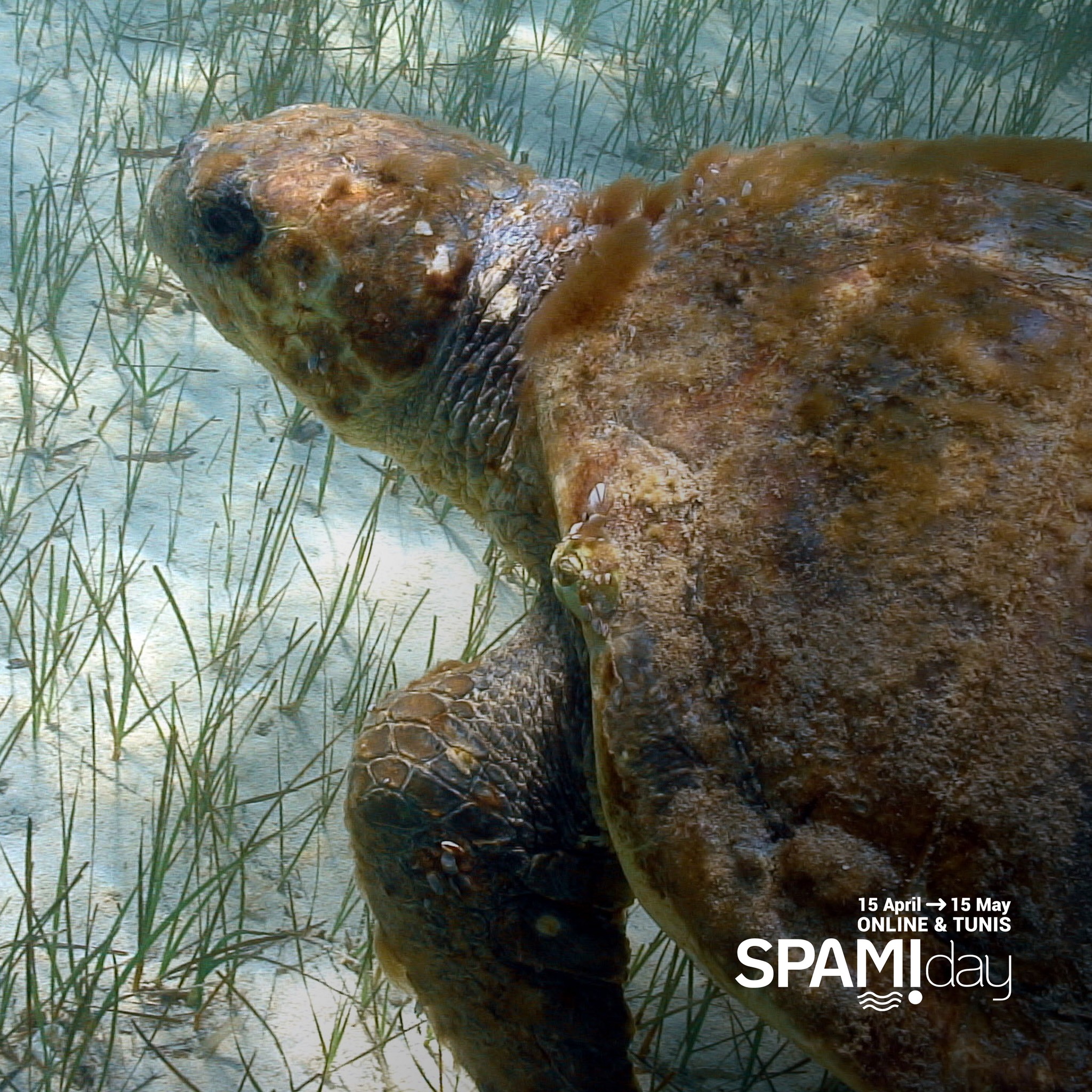Conservation of Marine Turtles in the Mediterranean Region | Athens