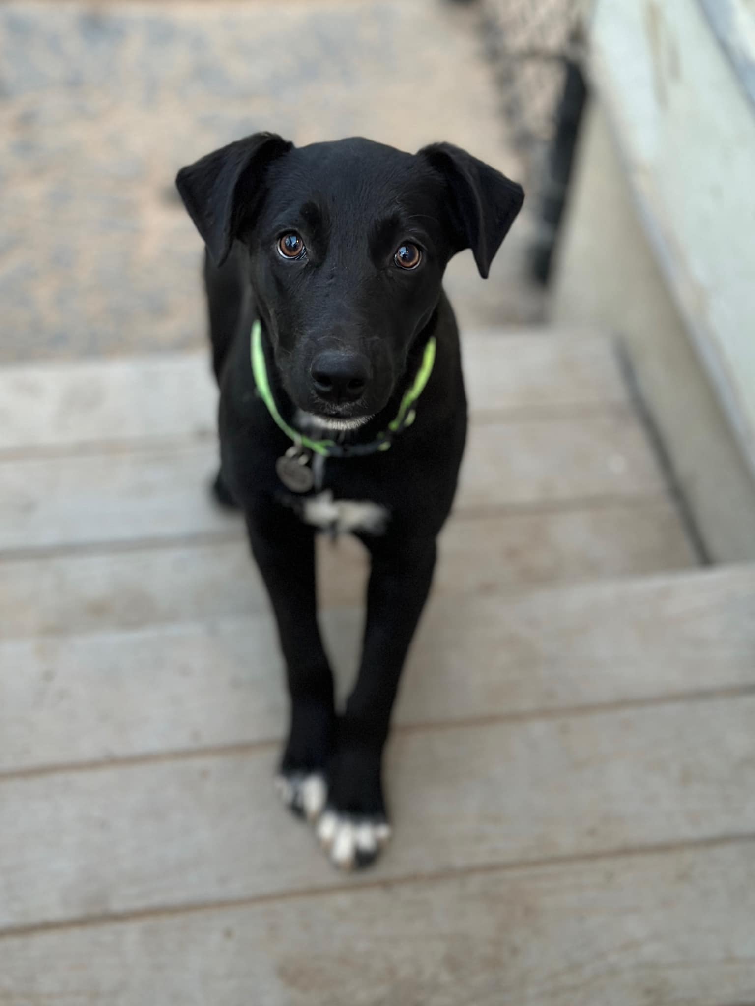 Maine Lab Rescue - ADOPTED Sophie is a 5 month old female pup, thought ...