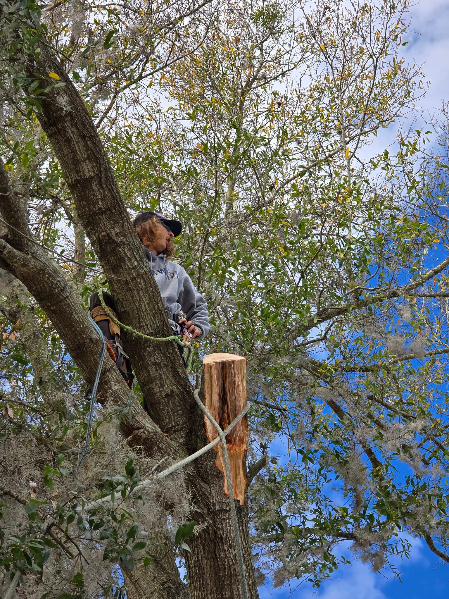 Arbor One Tree Specialist | Clermont FL