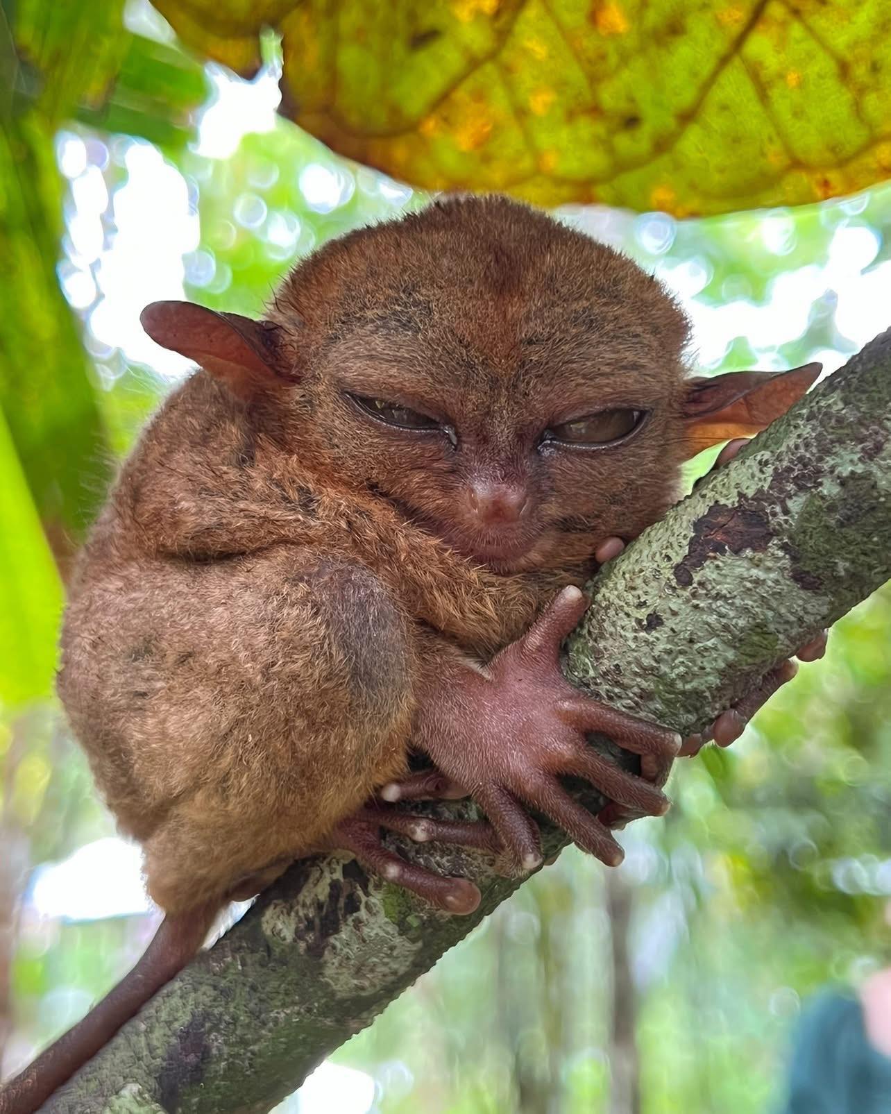 Cute - Did you know? The Philippine tarsier (Carlito syrichta) is one ...