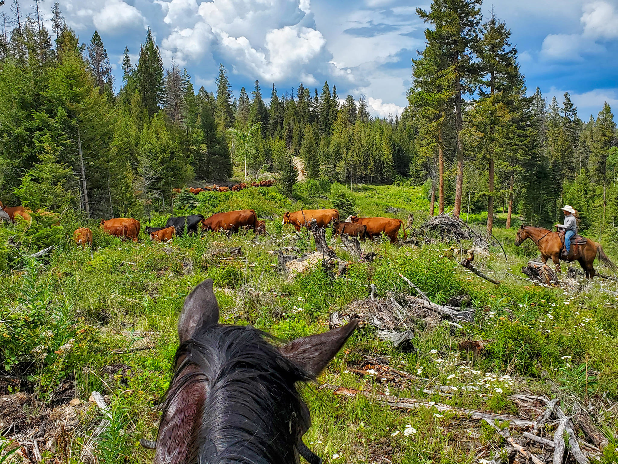 Clifton Ranch Homegrown Beef | Keremeos BC