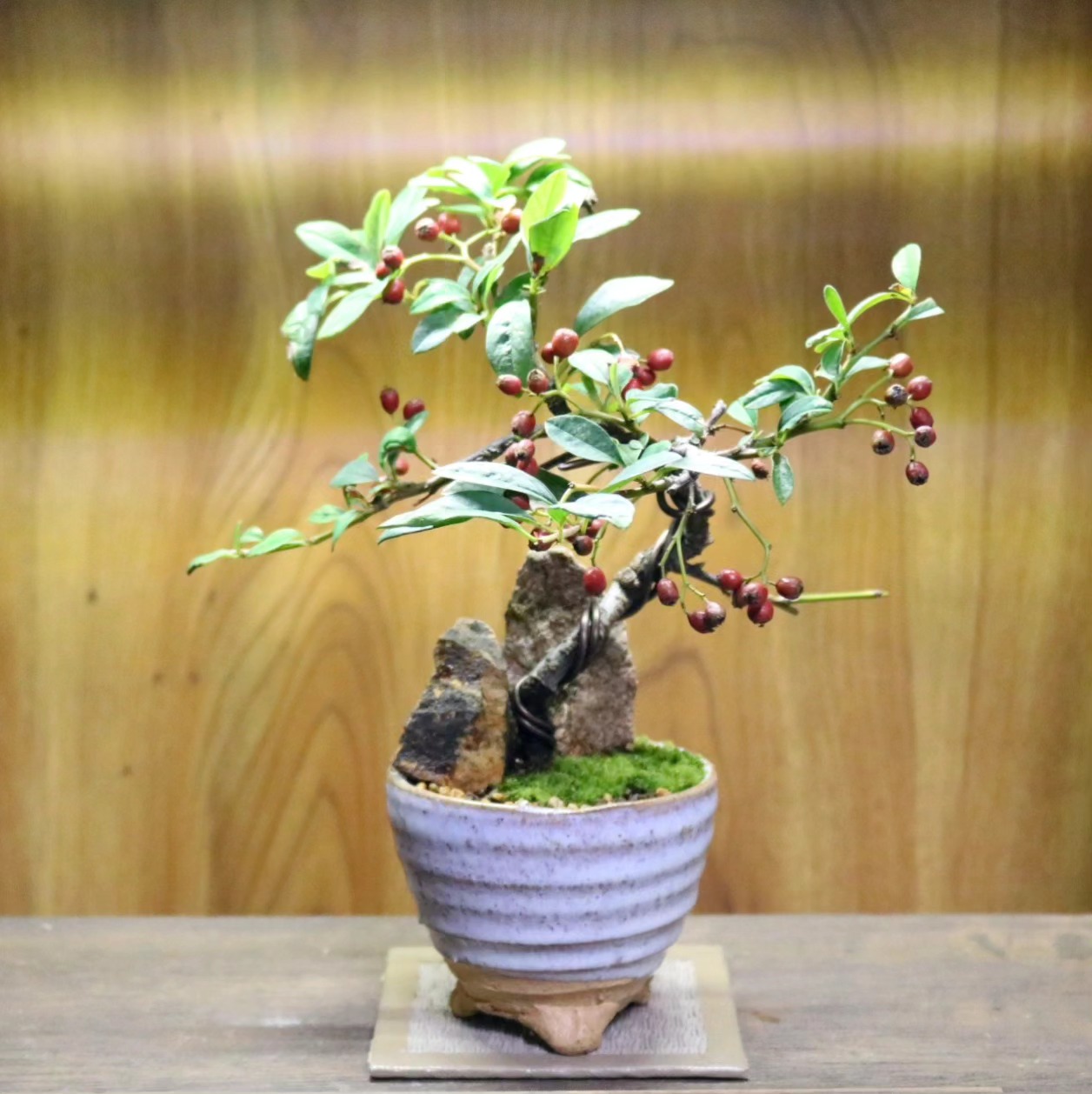 現品 伊吹 イブキ 盆栽 イブキ盆栽 31番 観葉植物 インテリアグリーン