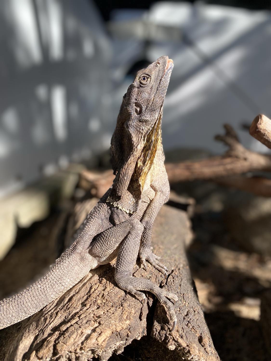 Rockhampton Zoo - Feeling frilly 🦎 Have you seen our... | Facebook