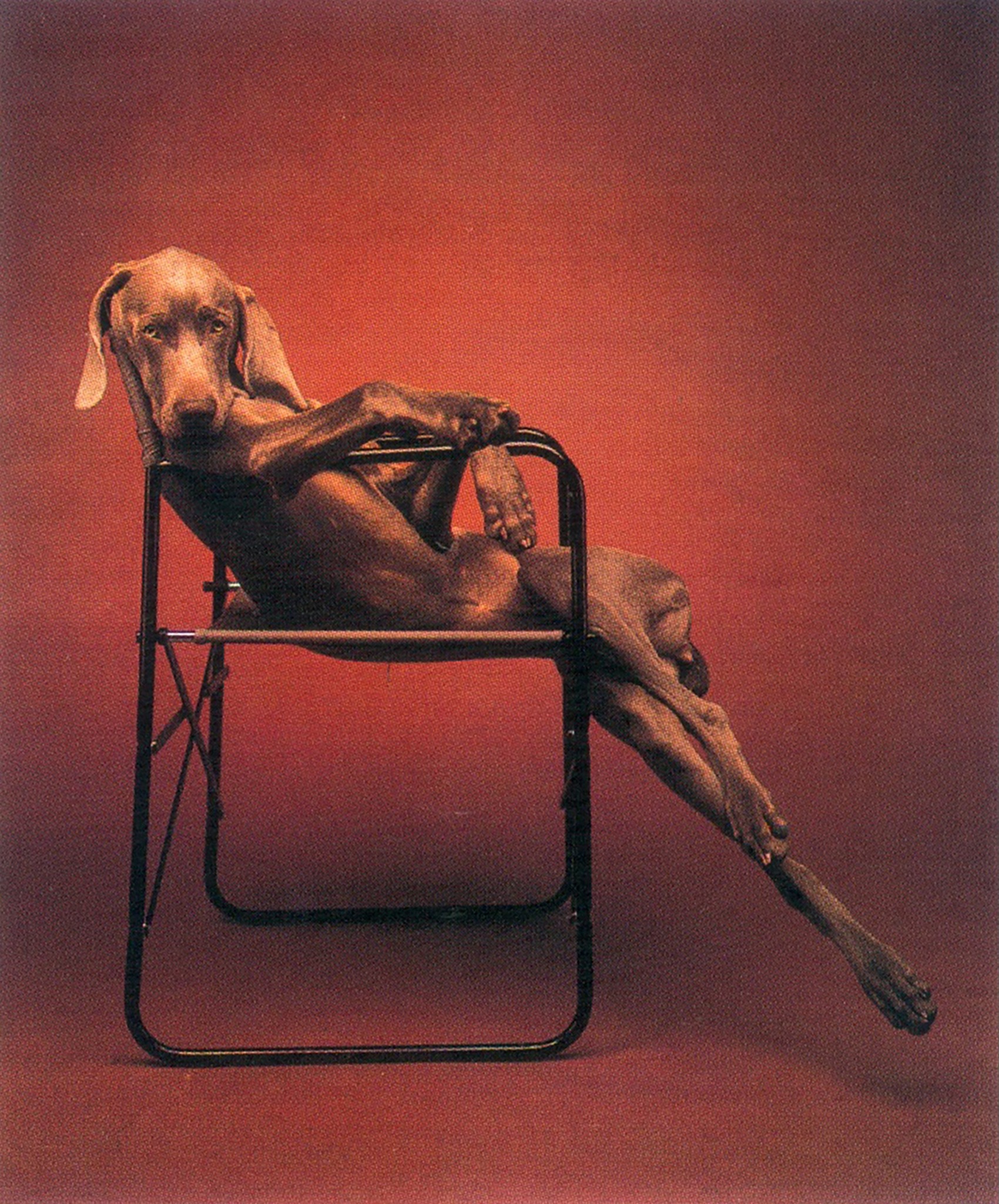 William Wegman / Polaroids