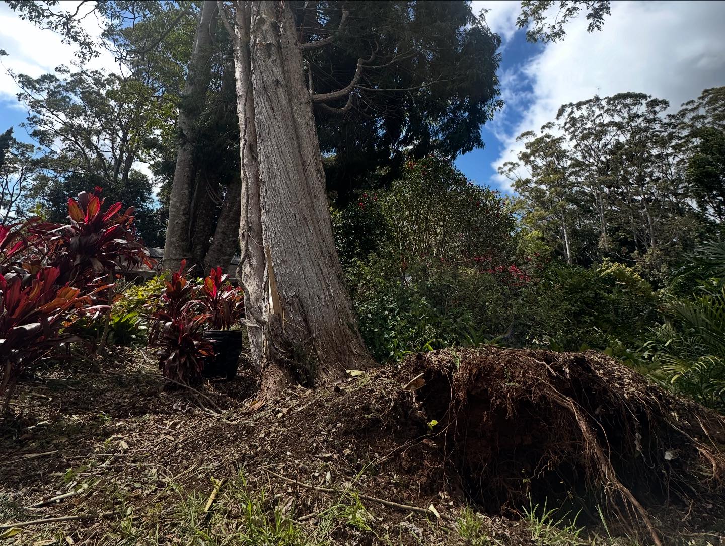 ATA Tree Services | Gold Coast QLD