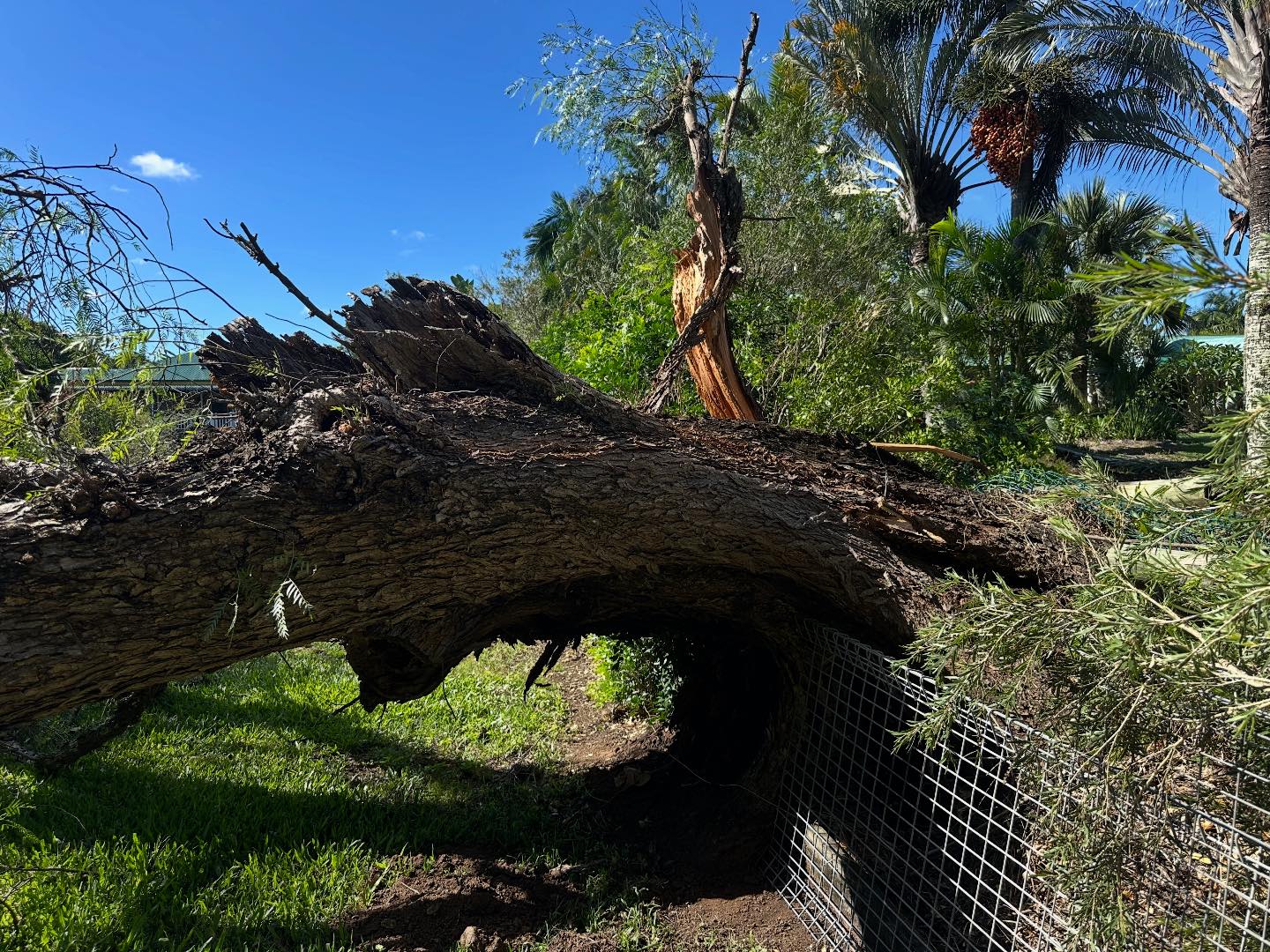 ATA Tree Services | Gold Coast QLD