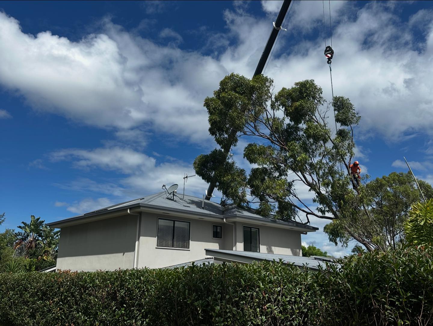 ATA Tree Services | Gold Coast QLD