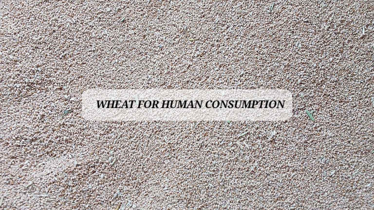 Whole Grain wheat - Food - Mid-Ennerdale, Gauteng, South Africa ...