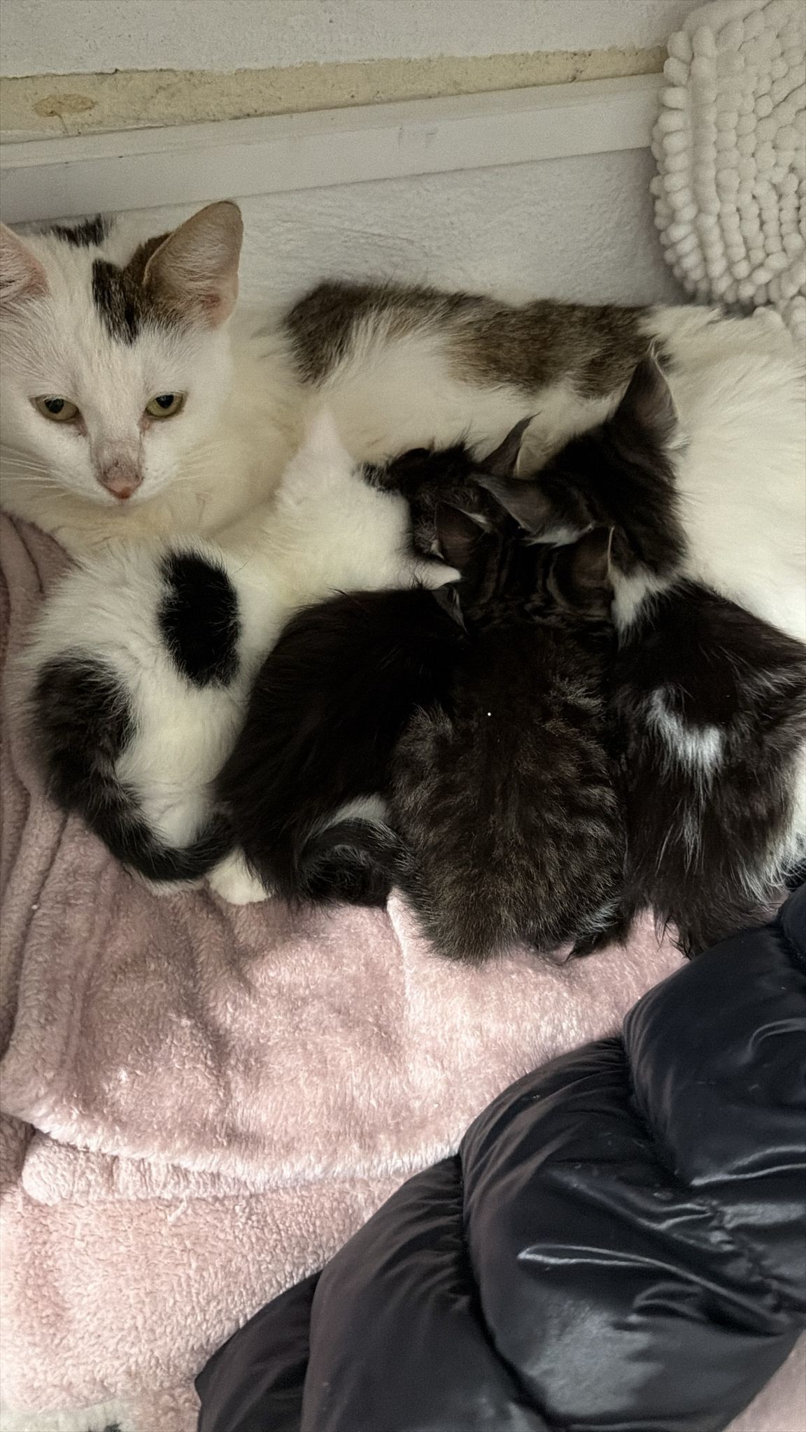 N... - Protected Paws Animal Rescue Registered charity 1202369 | Facebook