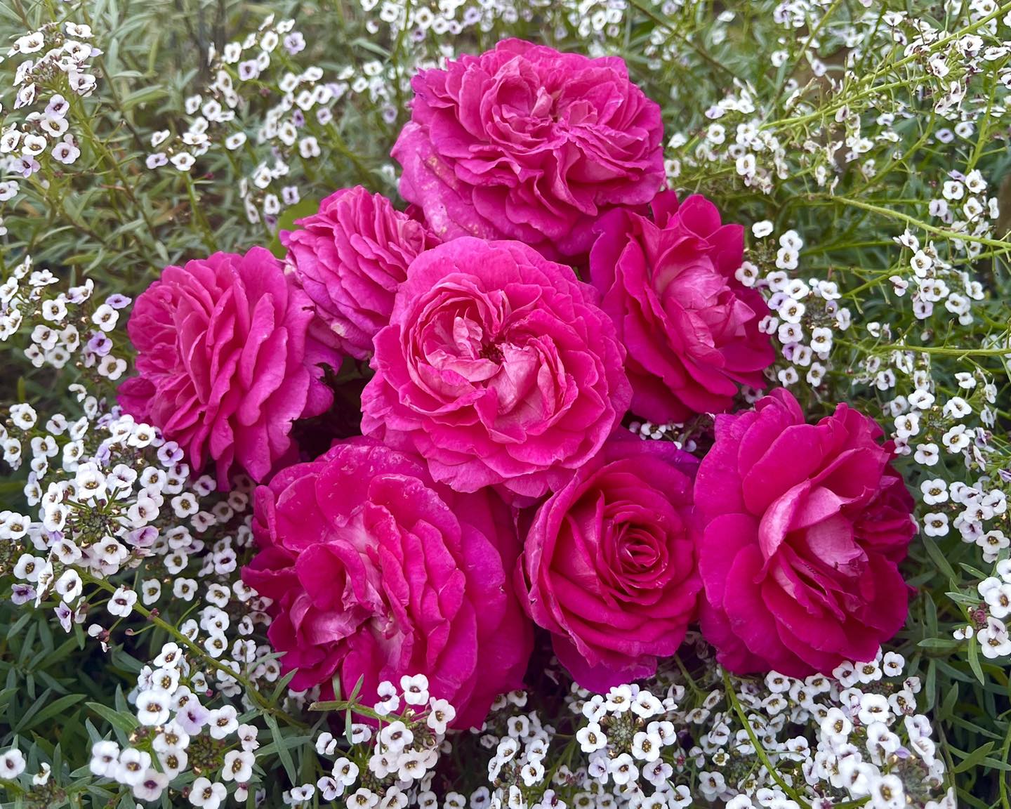 One Love Farms - Huge summer rose sale! Roses listed below... | Facebook