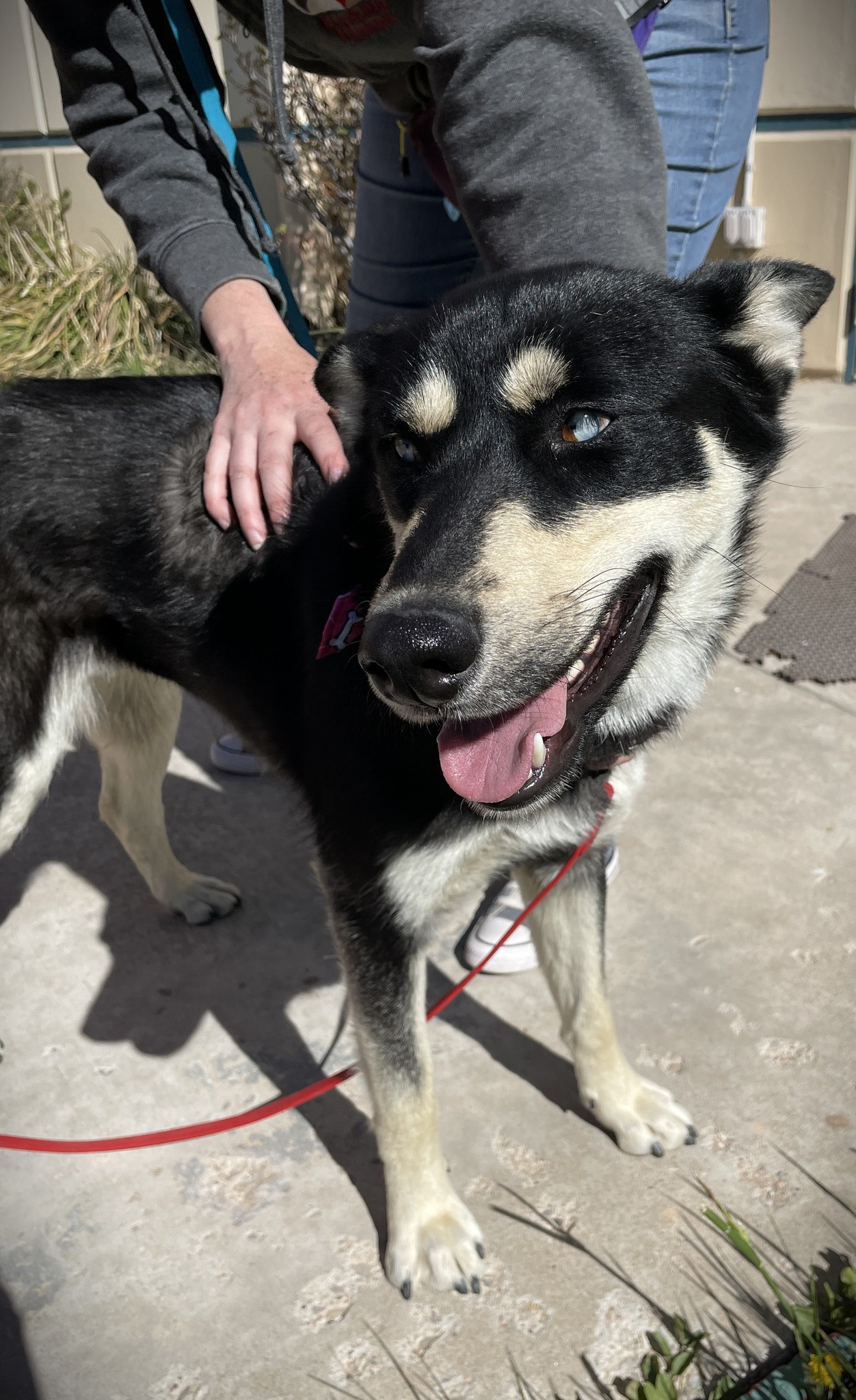 Española Humane Espanola NM