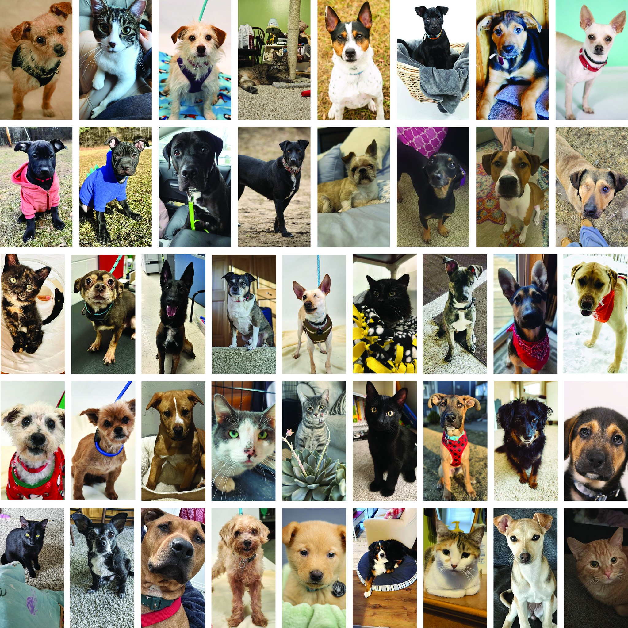 Ruff - Congratulations to these cuties who found their family the week ...