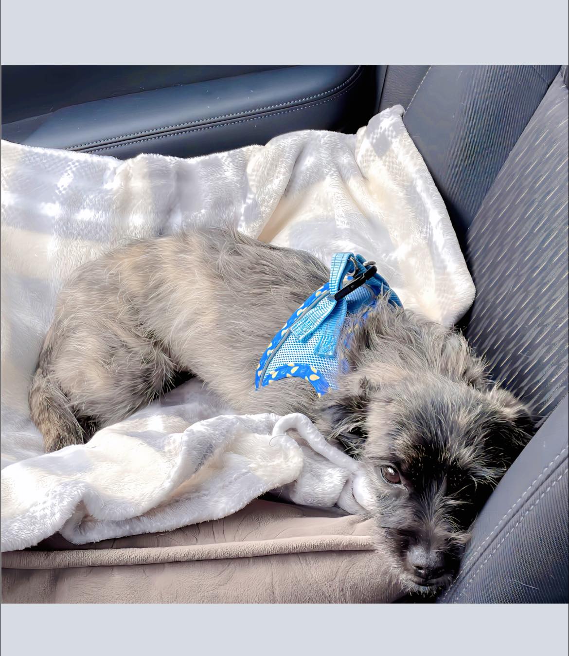 Project - ️ADOPTED ️ Hi all….its Silky. I have a question: what the ...