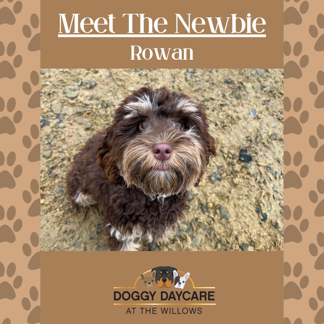 Doggy - 🐾Meet our newbie Rowan!🐾 Here she is when she started with us ...