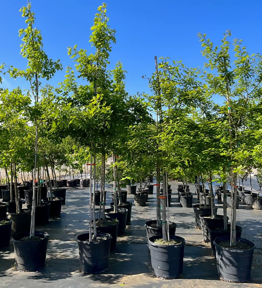 🍁🍂🌳 Fall Tree Sale 🌳🍂🍁 We have an... - Sodco Diversified | Facebook