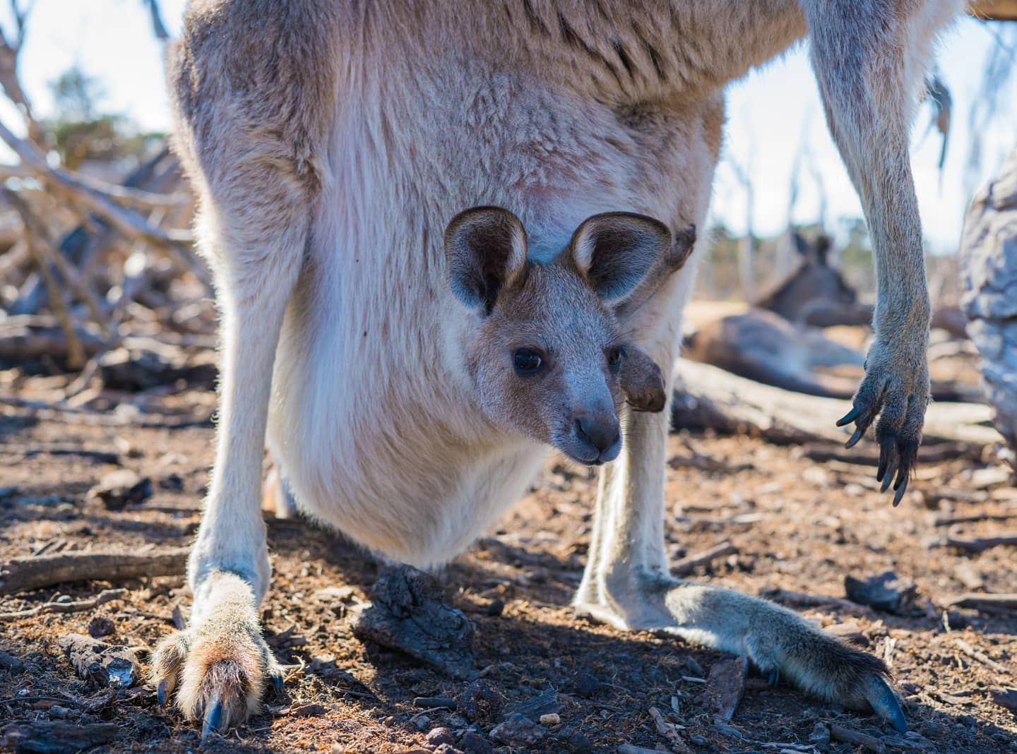 Anak Kangaroo Is Called Cherry Possum Melbourne Tours Facebook