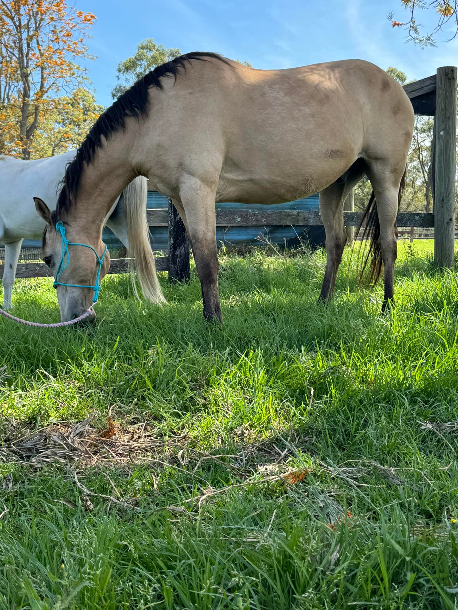 Riley’s... - Riley’s Horse Breaking, Training and Transport
