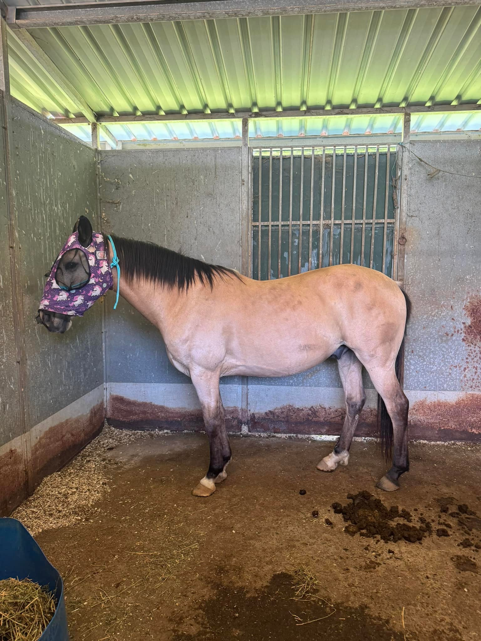 Riley’s... - Riley’s Horse Breaking, Training and Transport