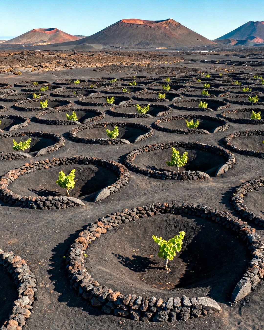 Stiai - În sudul insulei Lanzarote (Spania), în zona numită La Geria ...