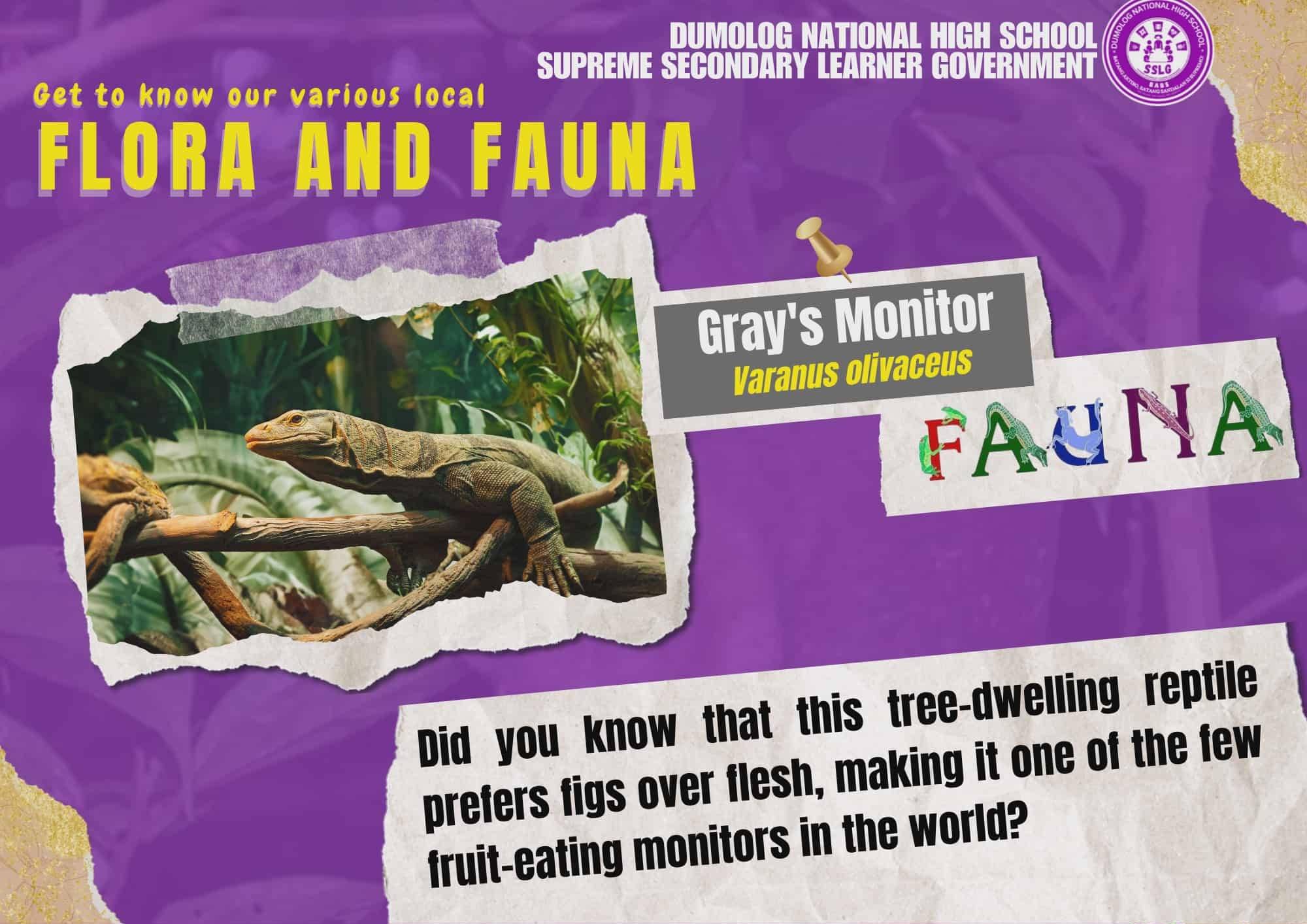 DepEd - The Gray’s monitor (Varanus olivaceus) is a fascinating species ...