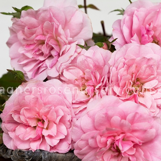 Here are some of the stunning pink... - Wagner's Rose Nursery