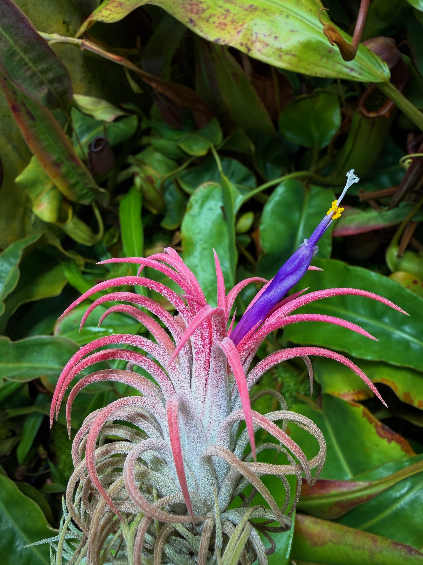 Do you have a Tillandsia ionantha 'Mexican Zebra' air plant?