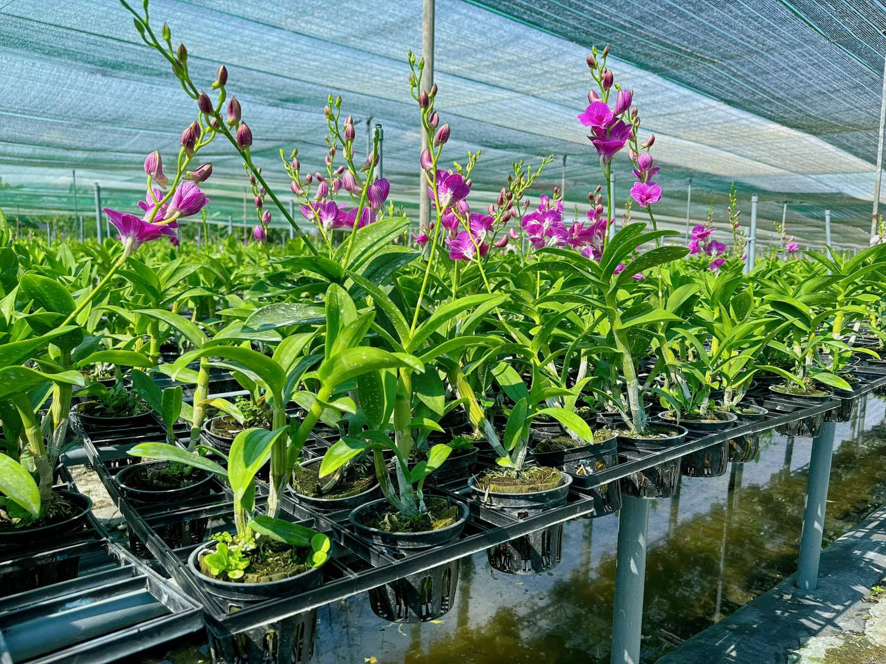 Vườn Lan Dendro