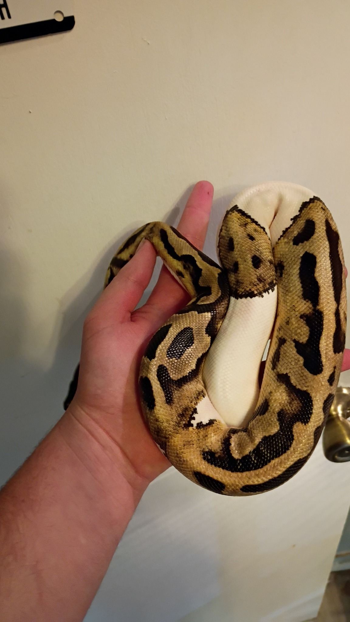 We have found homes for several... - Righteous Reptile Rescue | Facebook