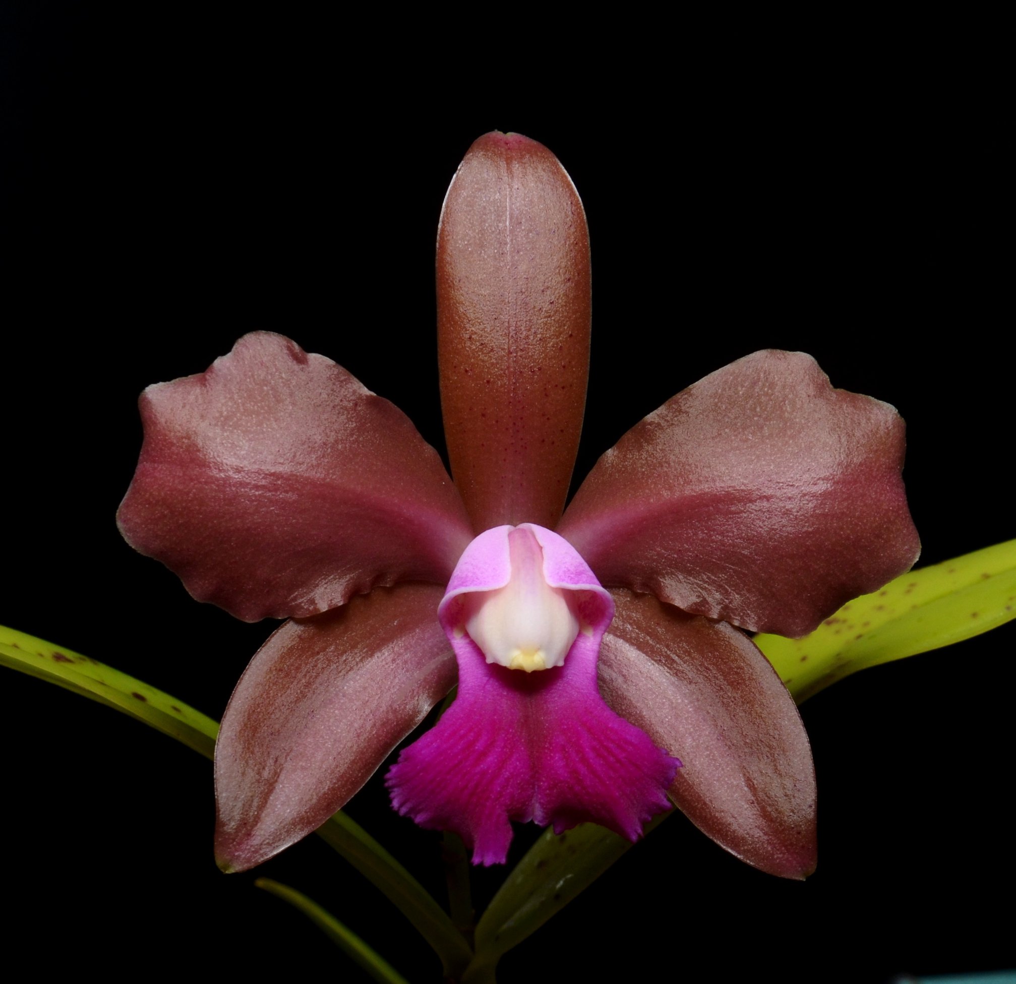 希少 VIVAIA cleo 蝶 フラット サンダル チョウ ピンク ビバイア Blc. Nilsa Santiago 'SVO' (Lc. Maui Plum x Blc. Chinese Bronze )