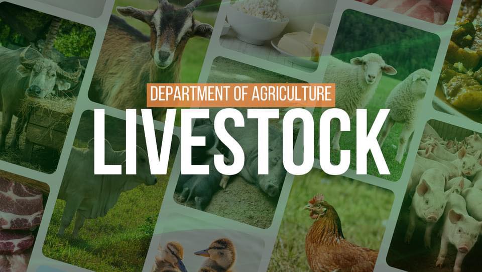 National Livestock Program - Department of Agriculture | Quezon City