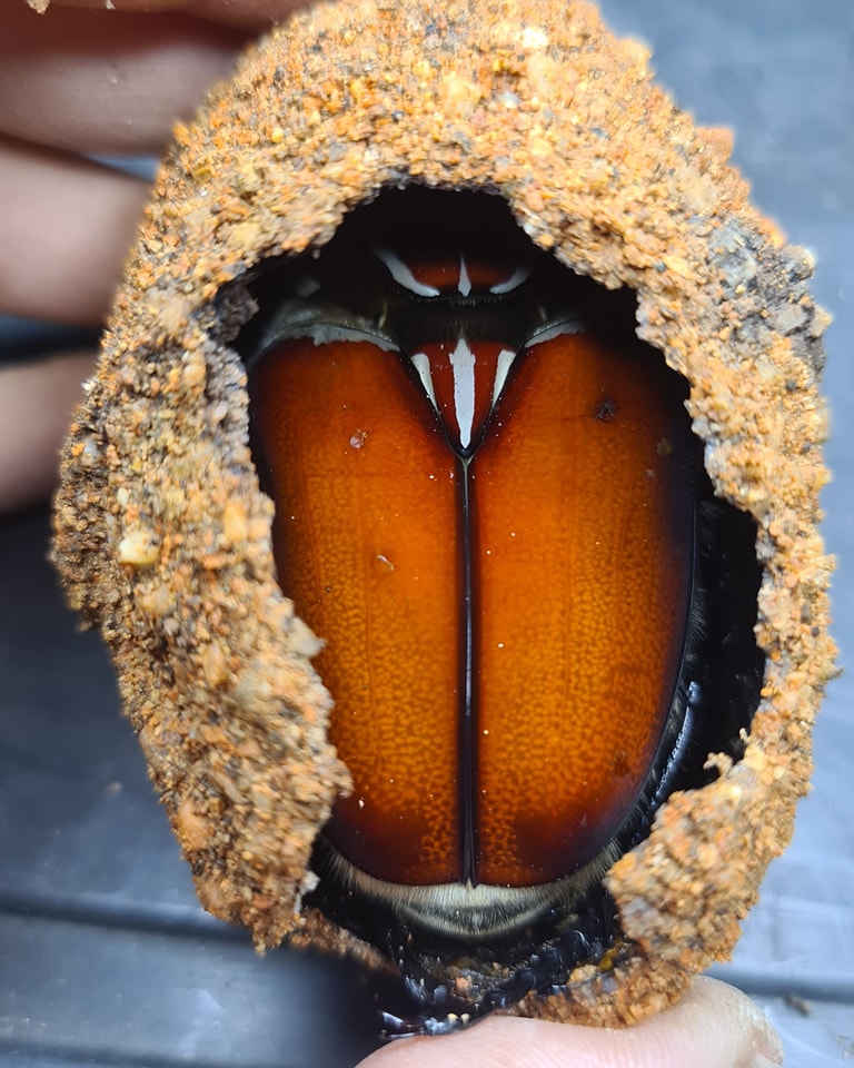 Royal Beetle - Anothers pair of G.goliahtus emerge!... | Facebook