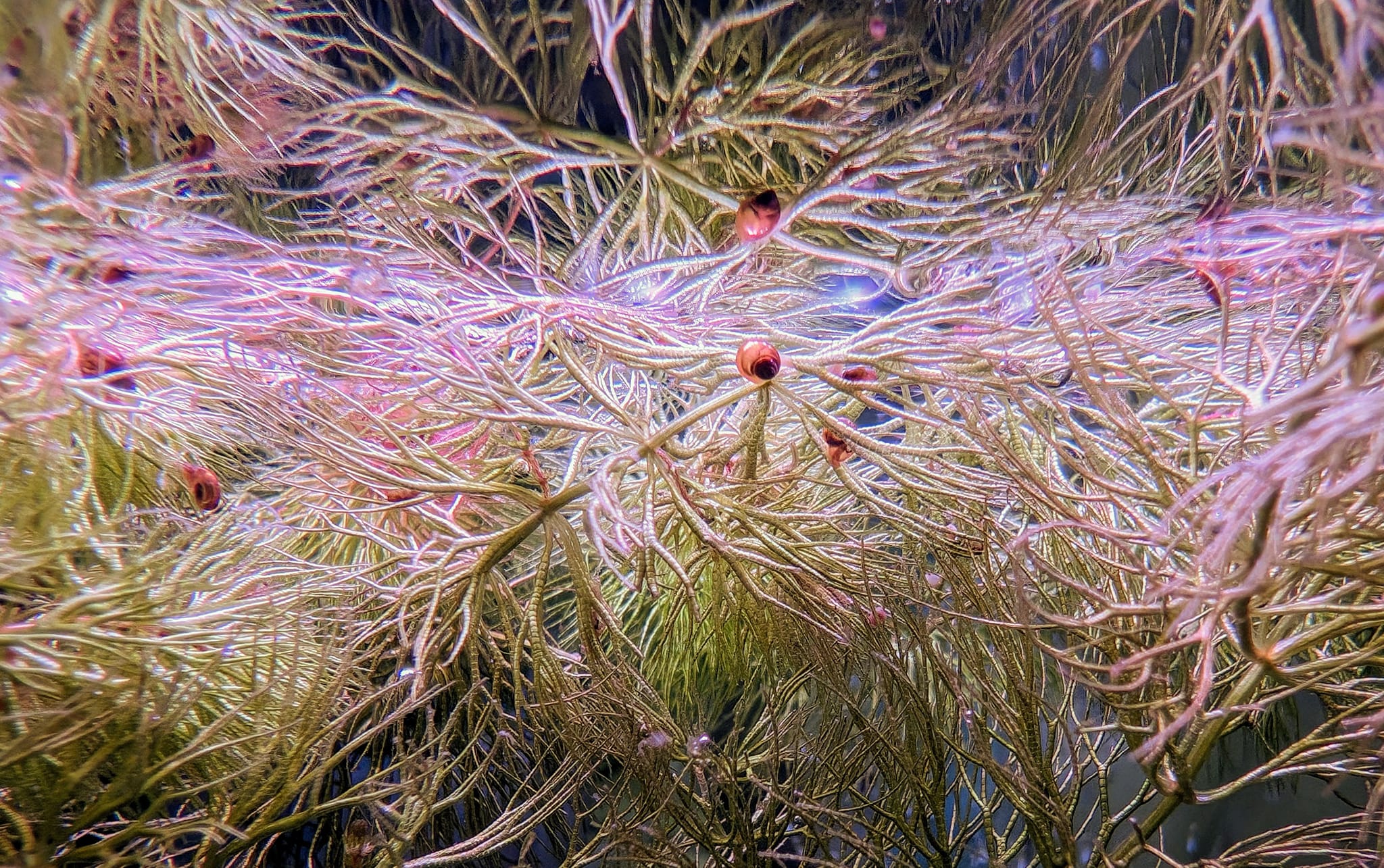 孔雀魚送養 公益 飼養心得交流區 | 請問對付囊螺、蘋果螺，鑽紋螺有用嗎 | Facebook