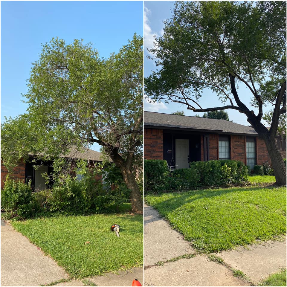 TreeOps Tree Service