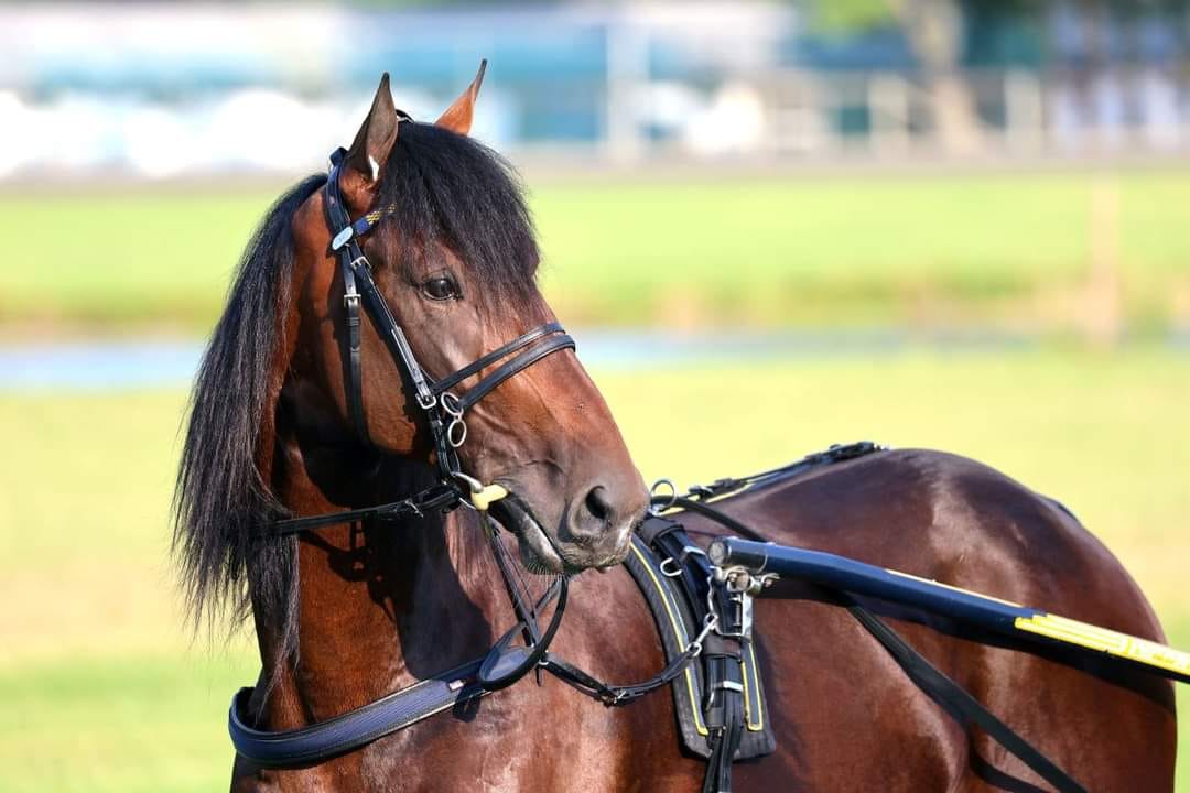 Tetrick - Hambo Notebook: Looking like a million Oh Well (Muscle Hill ...