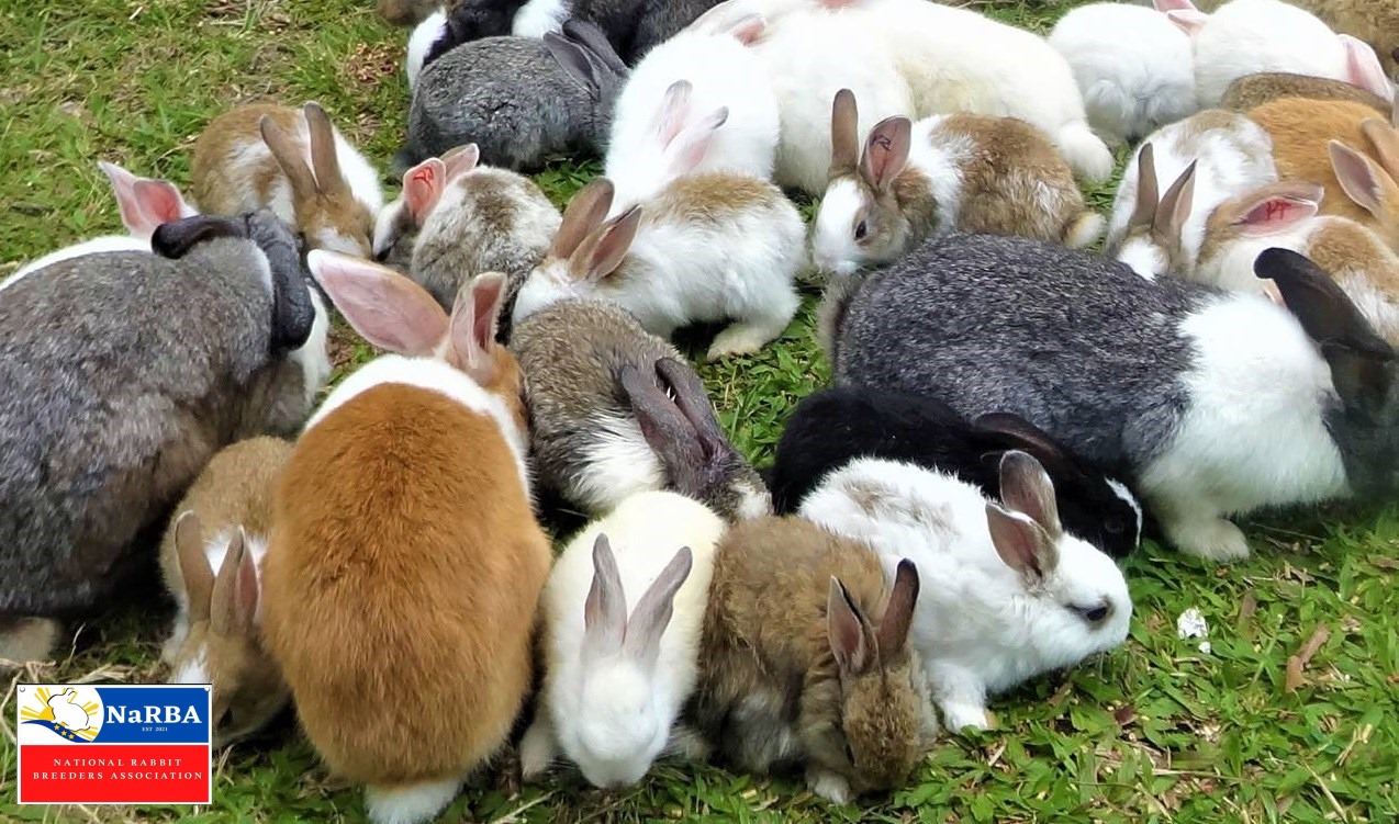 Carrying proud logo of NaRBA... - Rabbit Culture PH | Facebook