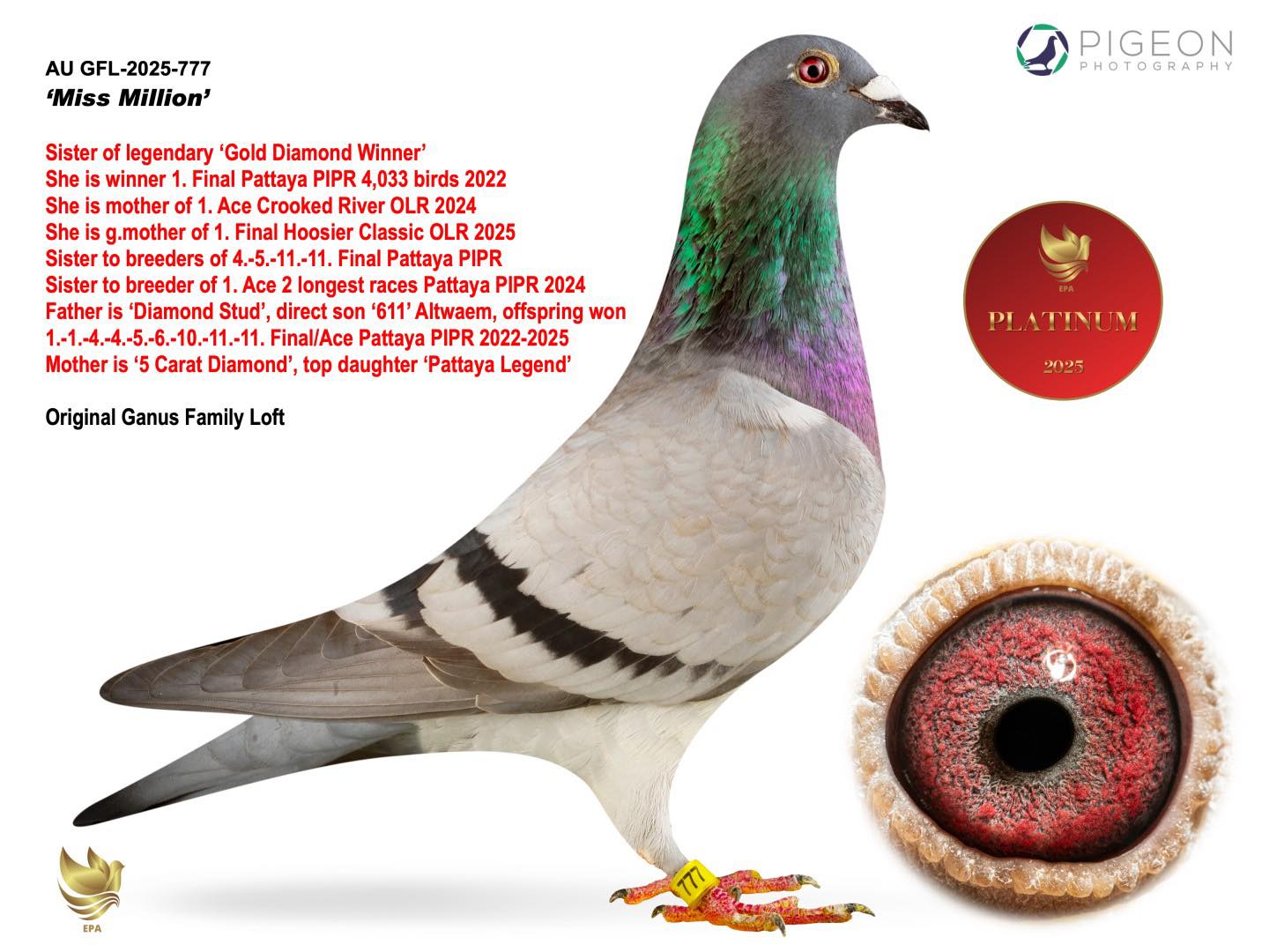 EPA - Exclusive Pigeon... - EPA - Exclusive Pigeon Auctions