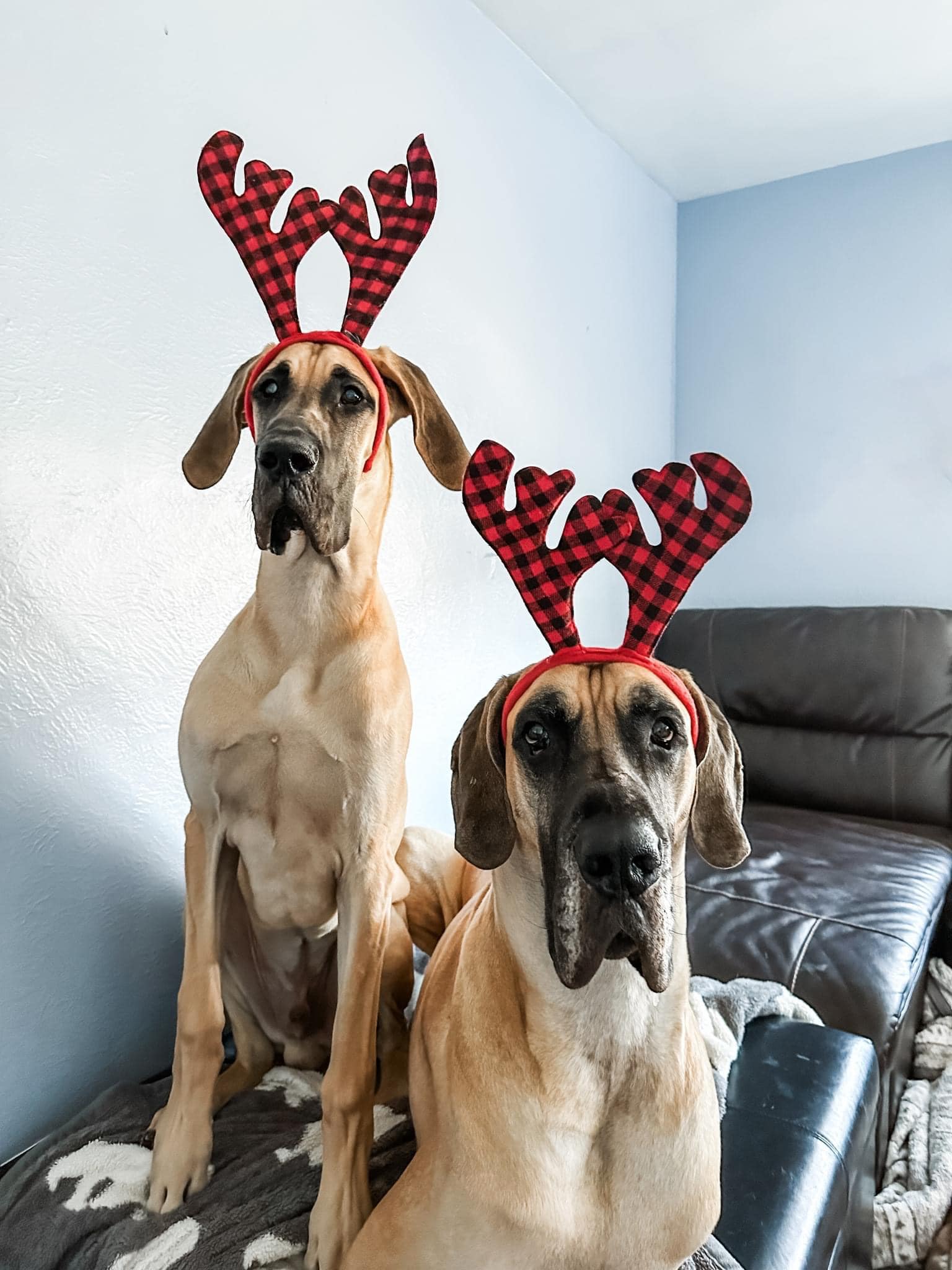 In The Ruff Great Danes
