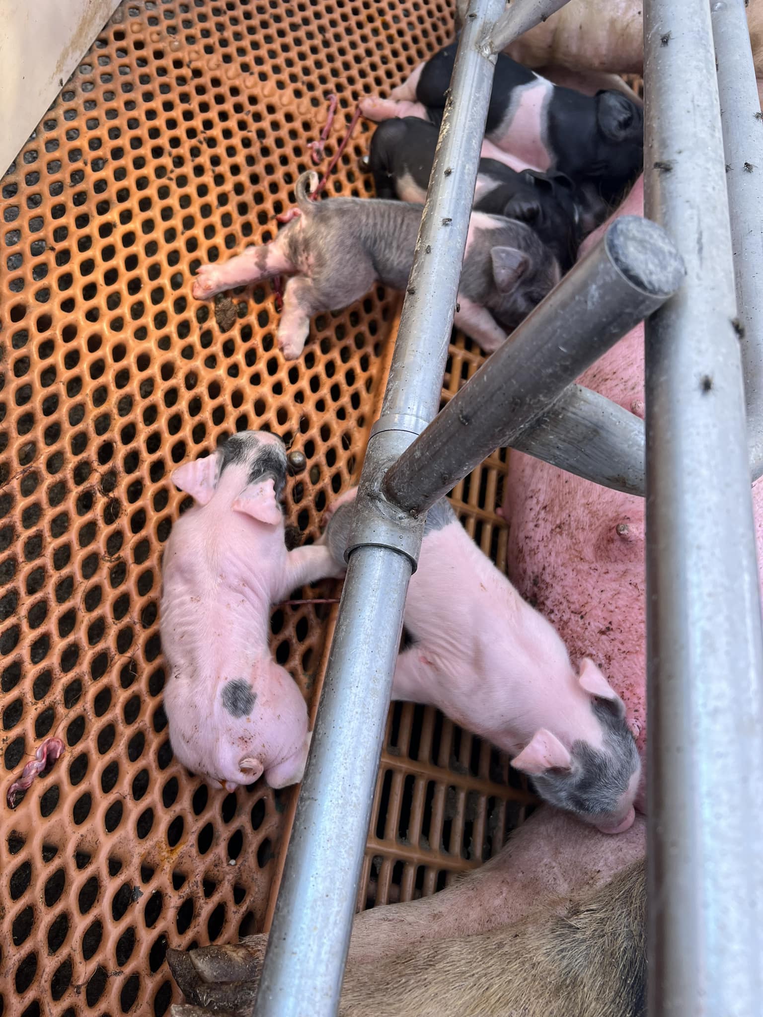 Pink Lady Pigs | Orland CA