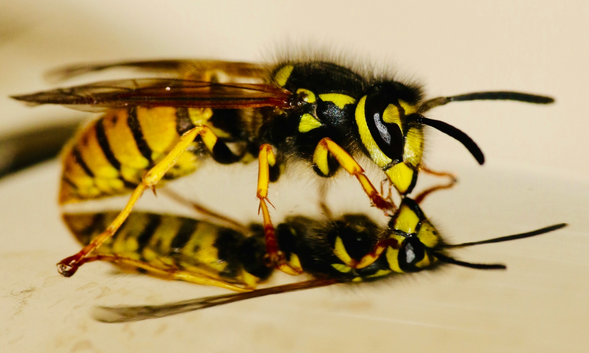 Bradford - Wasps! What are they good for? Join ecologist, entomologist ...