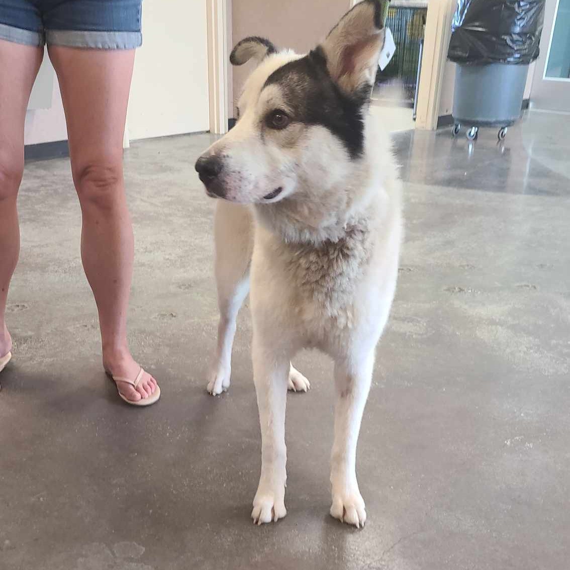 ***NEW STRAY INTAKE AS OF... - Rockwall Adoptions