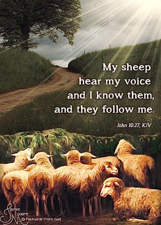 Postcards - MY SHEEP KNOW MY VOICE My sheep hear My voice, And the path ...